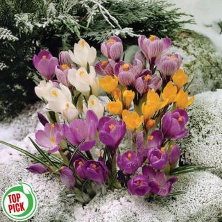 Snow Crocus Mix Thumbnail